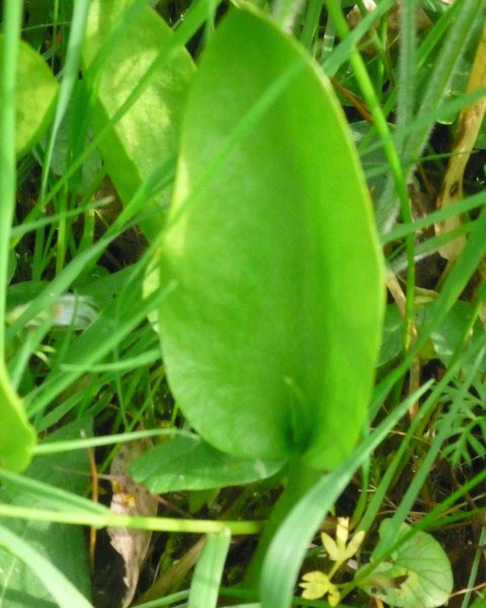 SLGardens's tweet photo. Delighted to see Common Adder's Tongue spreading more in the meadow, was delighted when I found the first one but now they are quite numerous
#Ferns #WildFlowers #Meadows #GardenJoy #OrganicGrassland #BritishNative #HeartofYorkshire https://t.co/8s40POJDLr