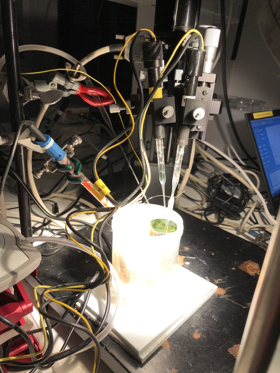 KE_Brodersen's tweet image. #microsensor2022 Late night dance with microsensors 🕺 @fa_steininger