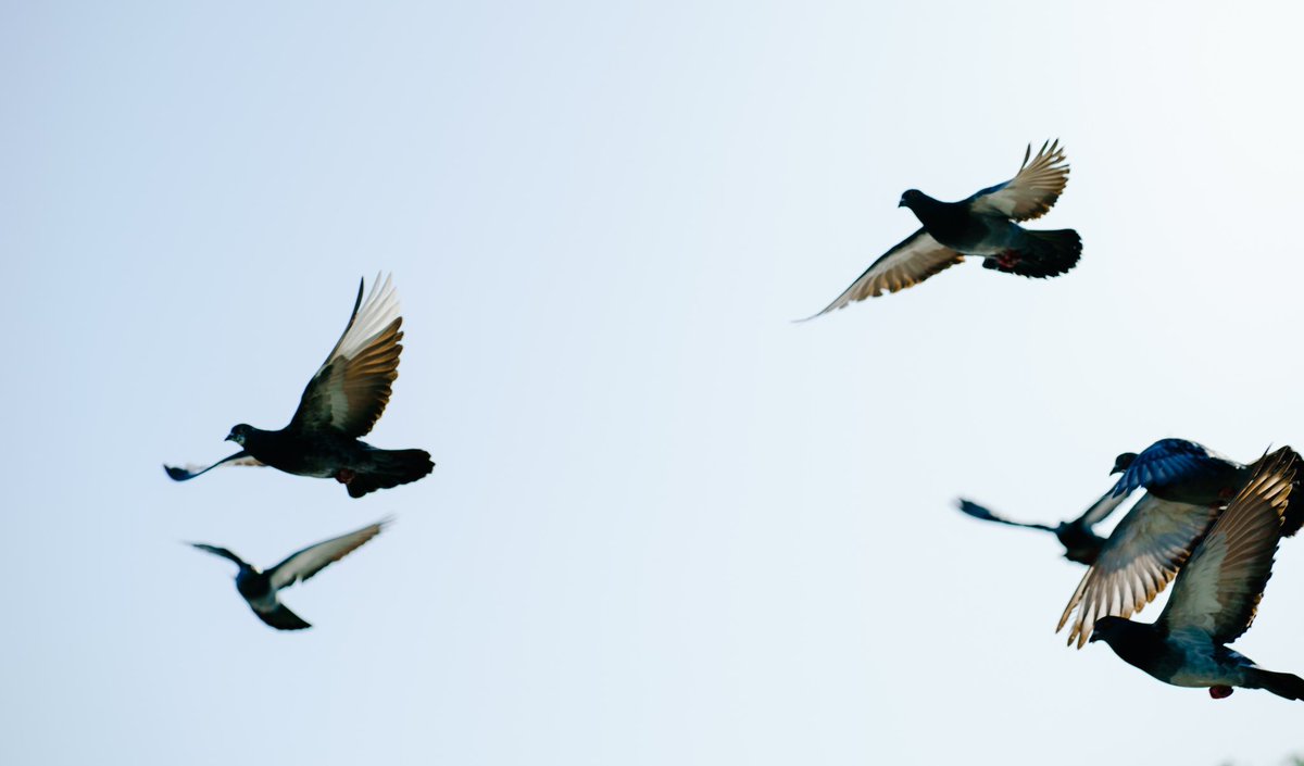 HRK_ST_1205's tweet image. ぱたぱた。
flutter flutter.

 #flapping