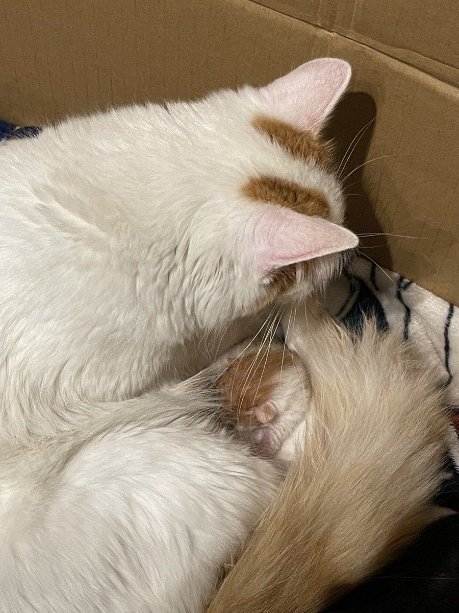 Cez 🪽 tweet media