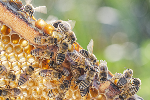 Impinj's tweet photo. The @UN designated May 20 as World Bee Day to raise awareness about their significance to our ecosystems. On World Bee Day 2022, we dive deeper into how @Impinj RAIN RFID is helping scientists understand the lives of honey bees and how to protect them. 

https://t.co/SvpA36aB8m https://t.co/C8Q2iwrEaX