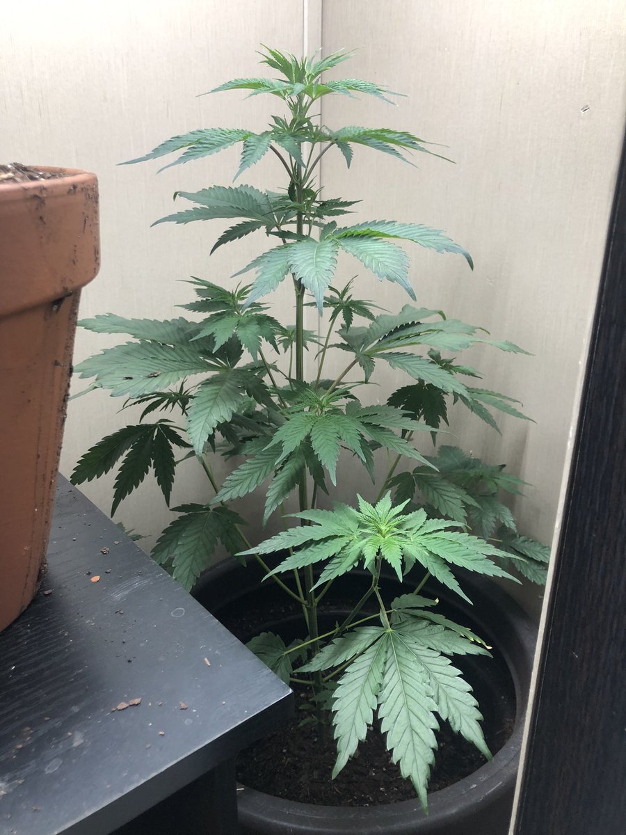 stonerluvxo's tweet photo. started a garden, this is my biggest plant and my first time growing! https://t.co/DKBq0enYsX