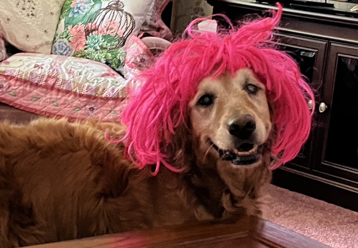 davebentonWCHS's tweet photo. Livin’ her best life! 😂 #libbysue #goldenretriever https://t.co/B8osIdmvSN