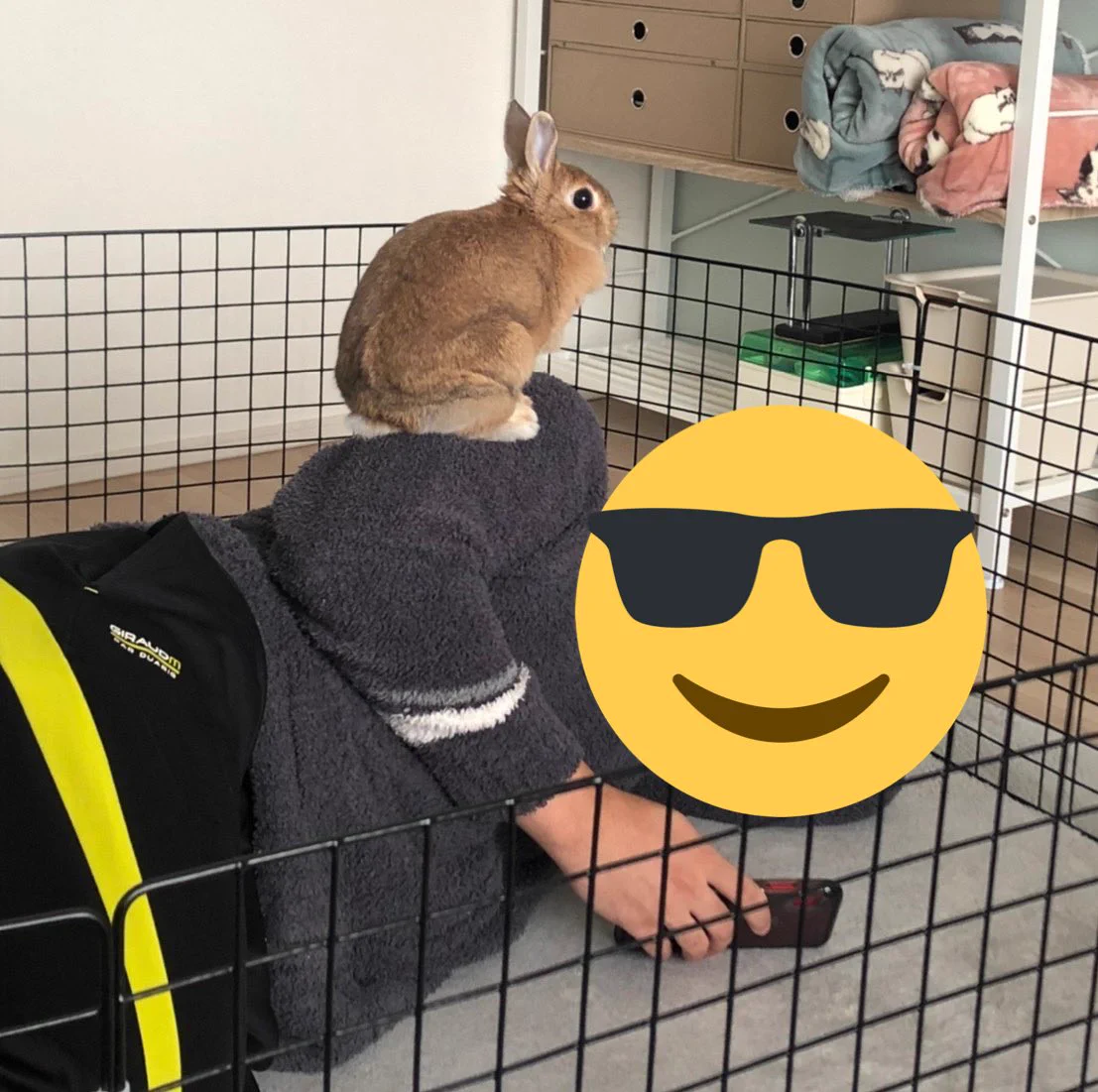 うさぎ飼いの休日ってこうなの？腕に乗るうさぎがかわいい。