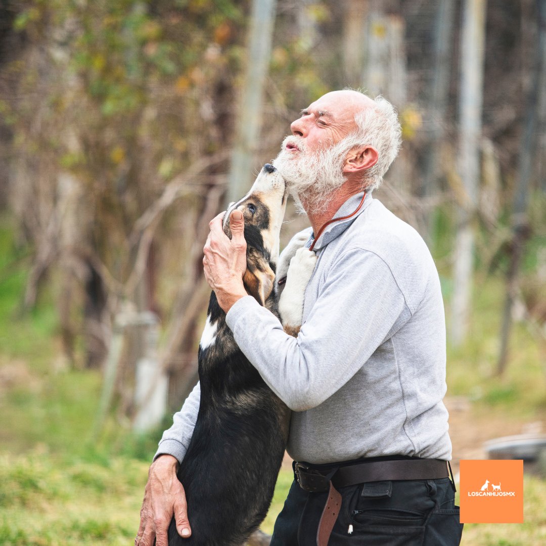 Es mejor que si un adulto mayor adopta a un perrito o gatito lo hagan con mascotas que también son adultas para que sean más tranquilas y no tengan tantos problemas de comportamiento 🐶 ❤️ 🐱