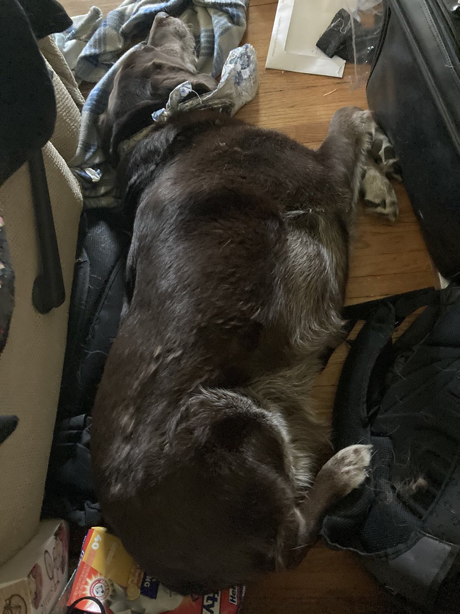 ProfessorKit1's tweet image. My dog is cat