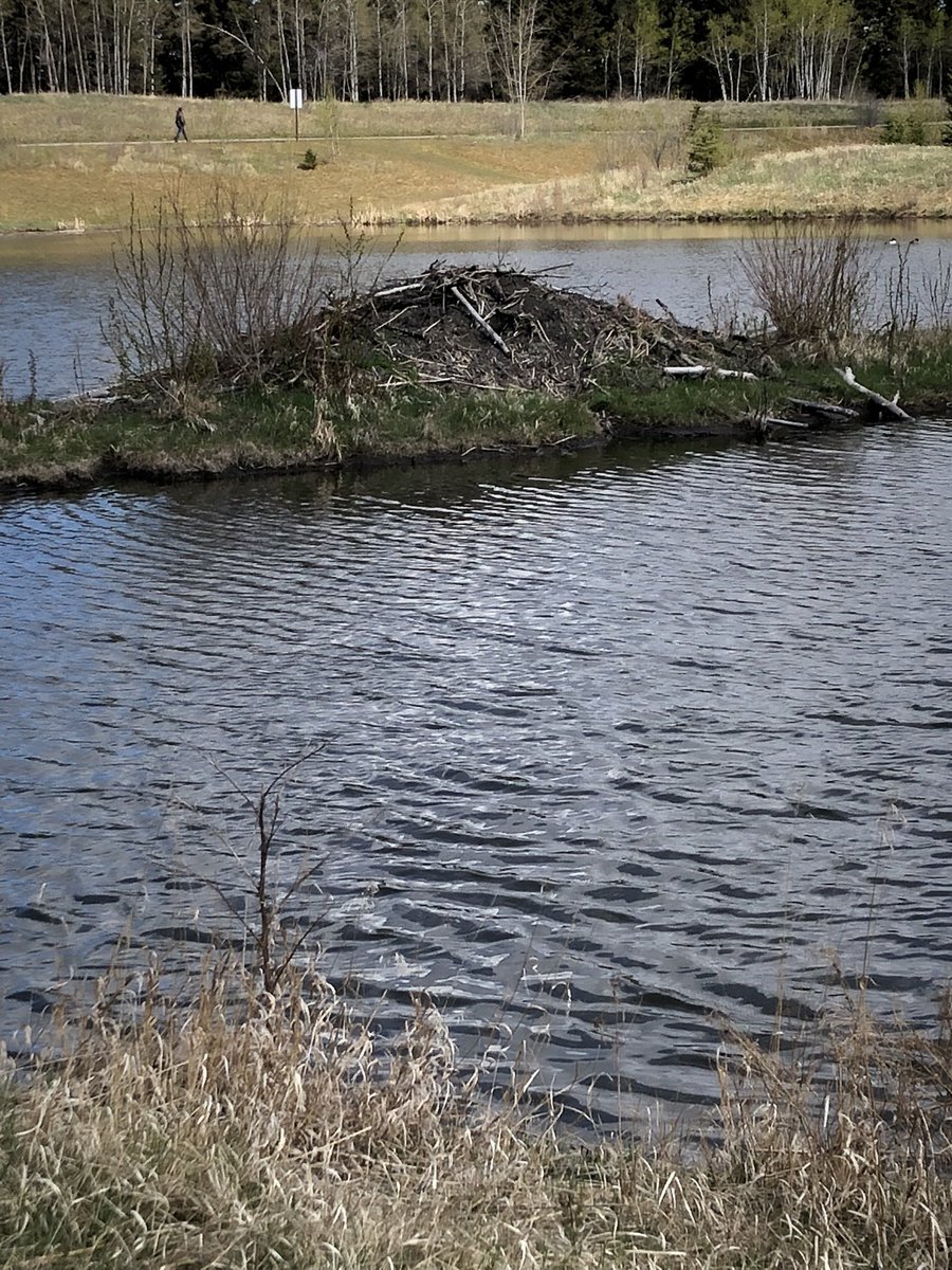 Fiwatkins's tweet photo. Busy beavers in Fish Creek #SuperCappy #CBELandBasedLearning https://t.co/1aOW6Q4r7Y