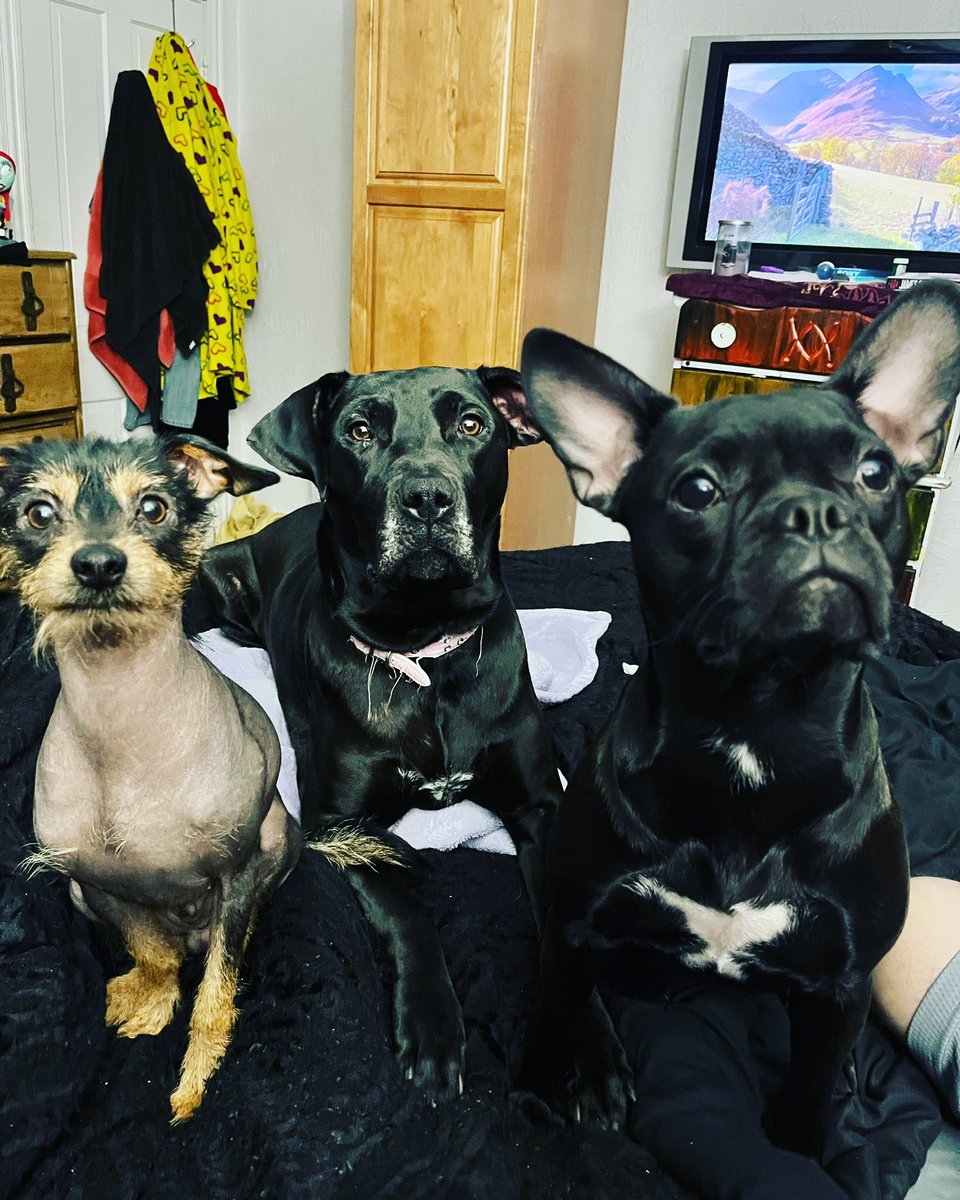 jamesclick13's tweet photo. Anybody else’s #frenchbulldog the spawn of Satan?  Like she’s nice and friendly to random strangers in walks and attacks everyone in her home with no remorse #PsychoSophia #Lucy #Magellan https://t.co/49IclokW6G