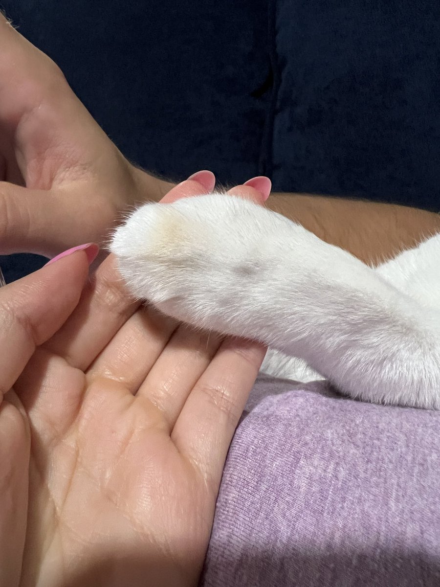 fatfatpankocat's tweet photo. Whoever designed these things needs a raise https://t.co/e4kZCVb97n