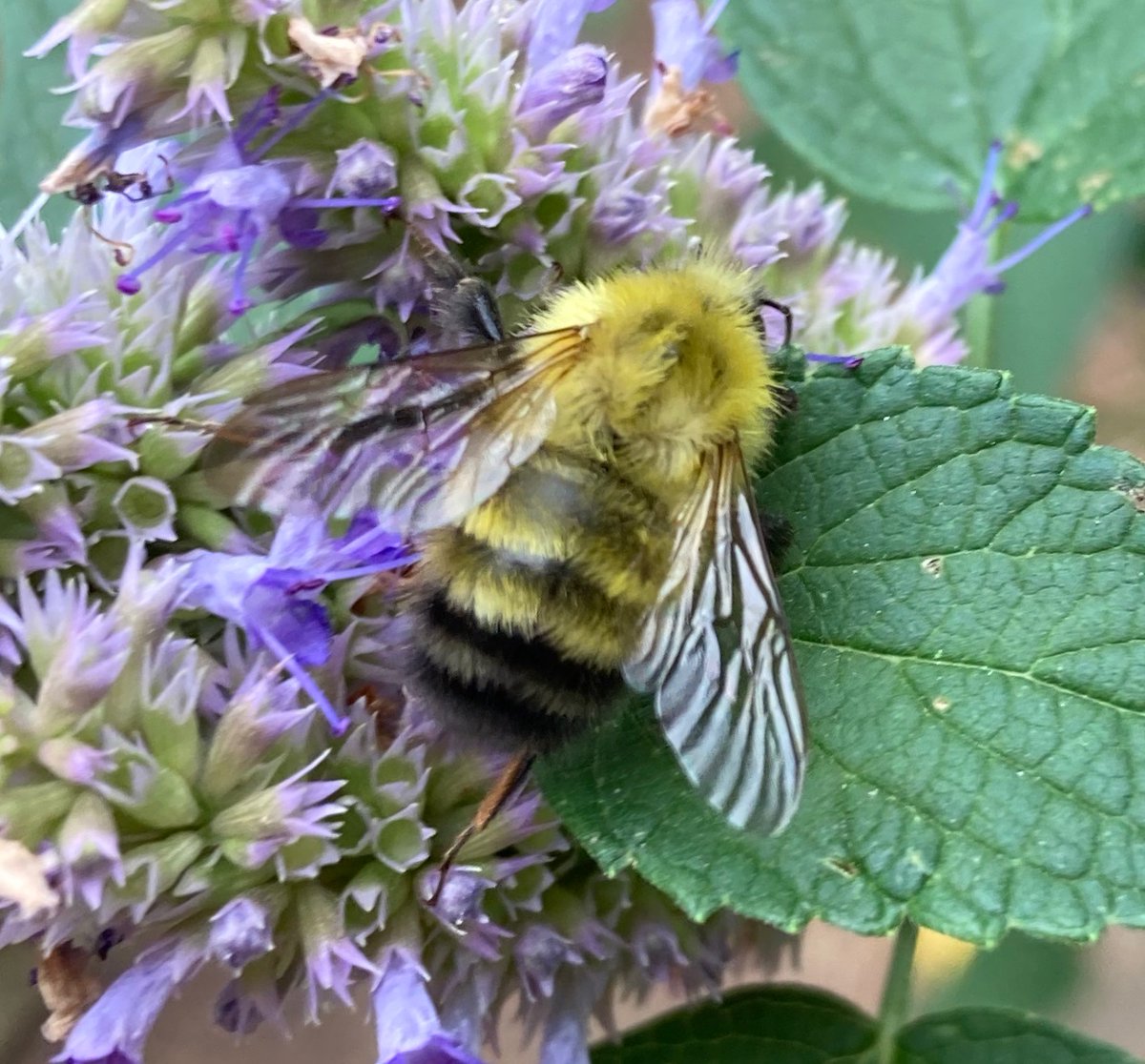 AndiSwan22's tweet photo. #WorldBeeDay2022
#Agastache #sweetbee https://t.co/br3cJI8mMf