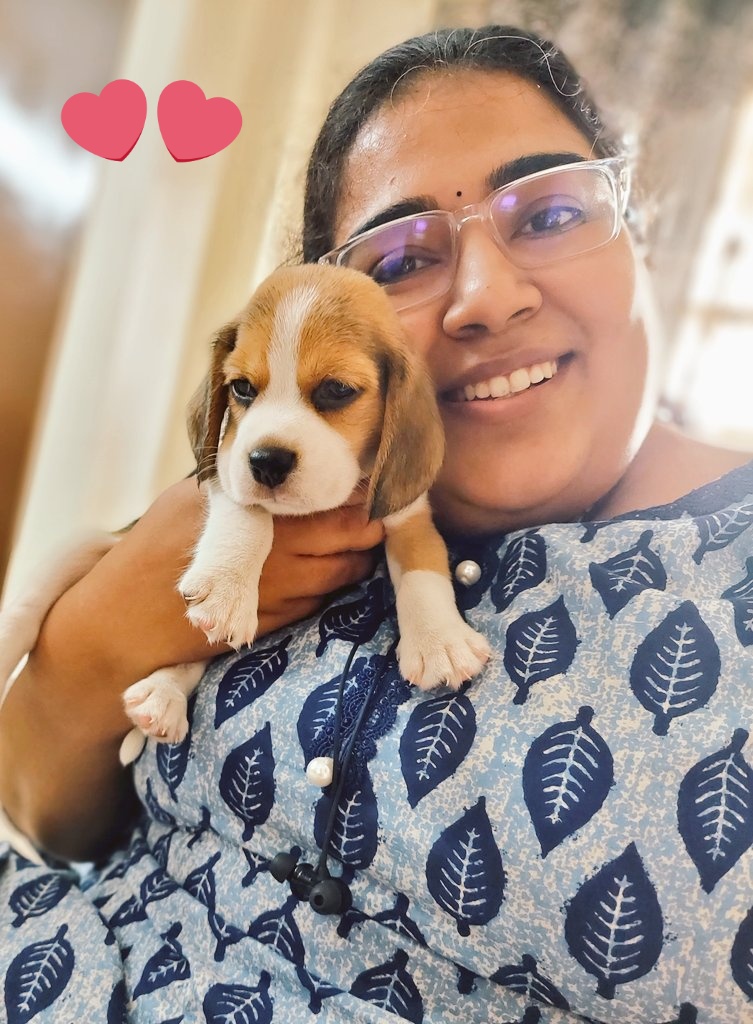 Good morning world! With my mom...am really settling in now 😘😘😍🐶🥰🥰😍 #toffeethebeagle #dogsoftwitter #DogsofTwittter #dogs #beagles #BeaglesofTwitter #dogsofchennai