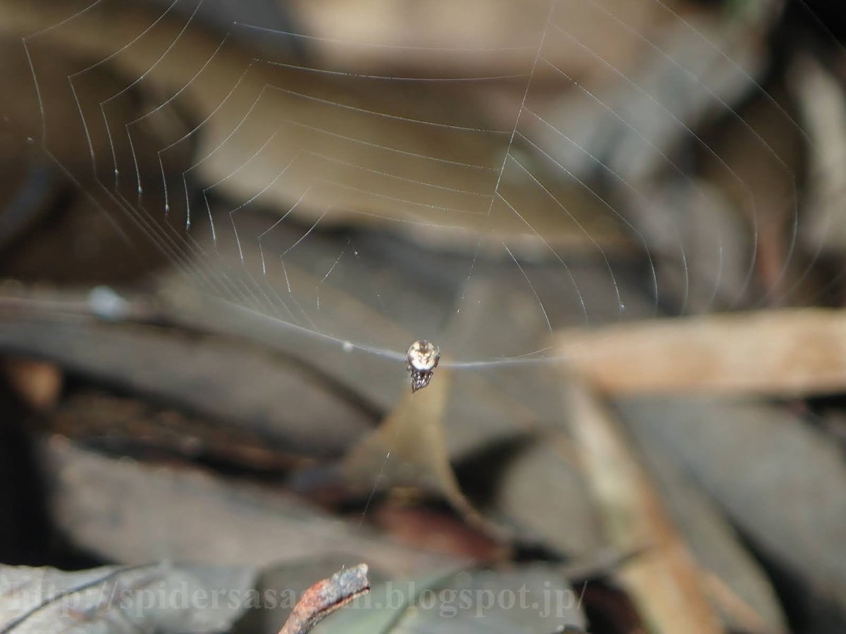 クモちゃん (@JunichiKumo) / Posts / X