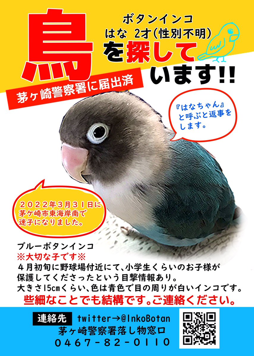 【まだ捜しています】青いボタンインコ📍茅ヶ崎市 tweet media