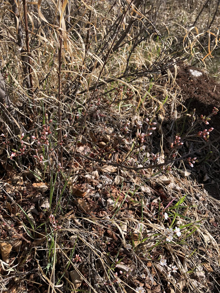 Fiwatkins's tweet photo. Found pakkii’p/chokecherry, otsiikin/buffalo bean and awatoyi/deer friends in Fish Creek using @Indigenous_cbe resources #SuperCappy #CBELandBasedLearning #WeAreCBE https://t.co/LN7c8hYs2N
