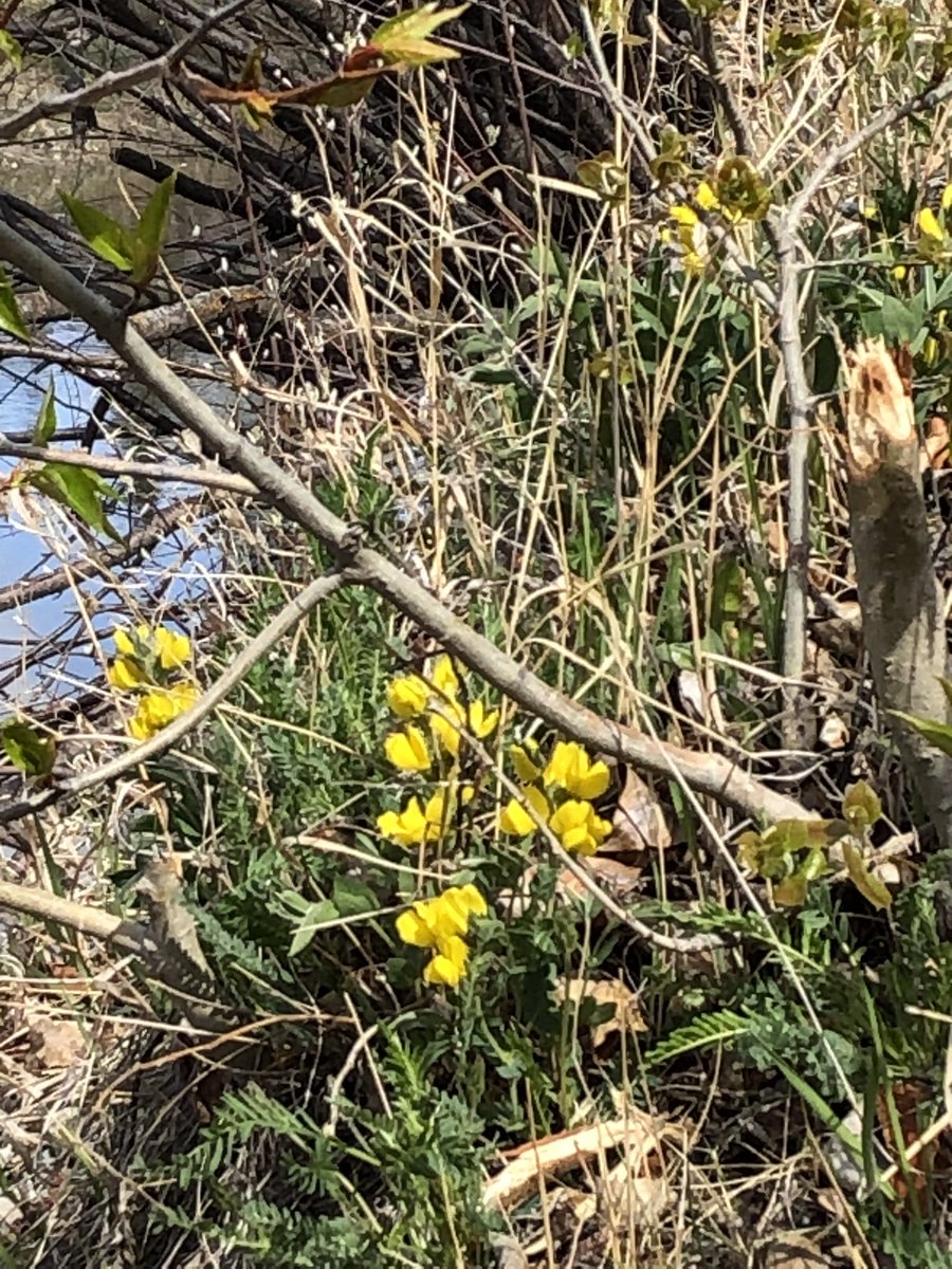 Fiwatkins's tweet photo. Found pakkii’p/chokecherry, otsiikin/buffalo bean and awatoyi/deer friends in Fish Creek using @Indigenous_cbe resources #SuperCappy #CBELandBasedLearning #WeAreCBE https://t.co/LN7c8hYs2N