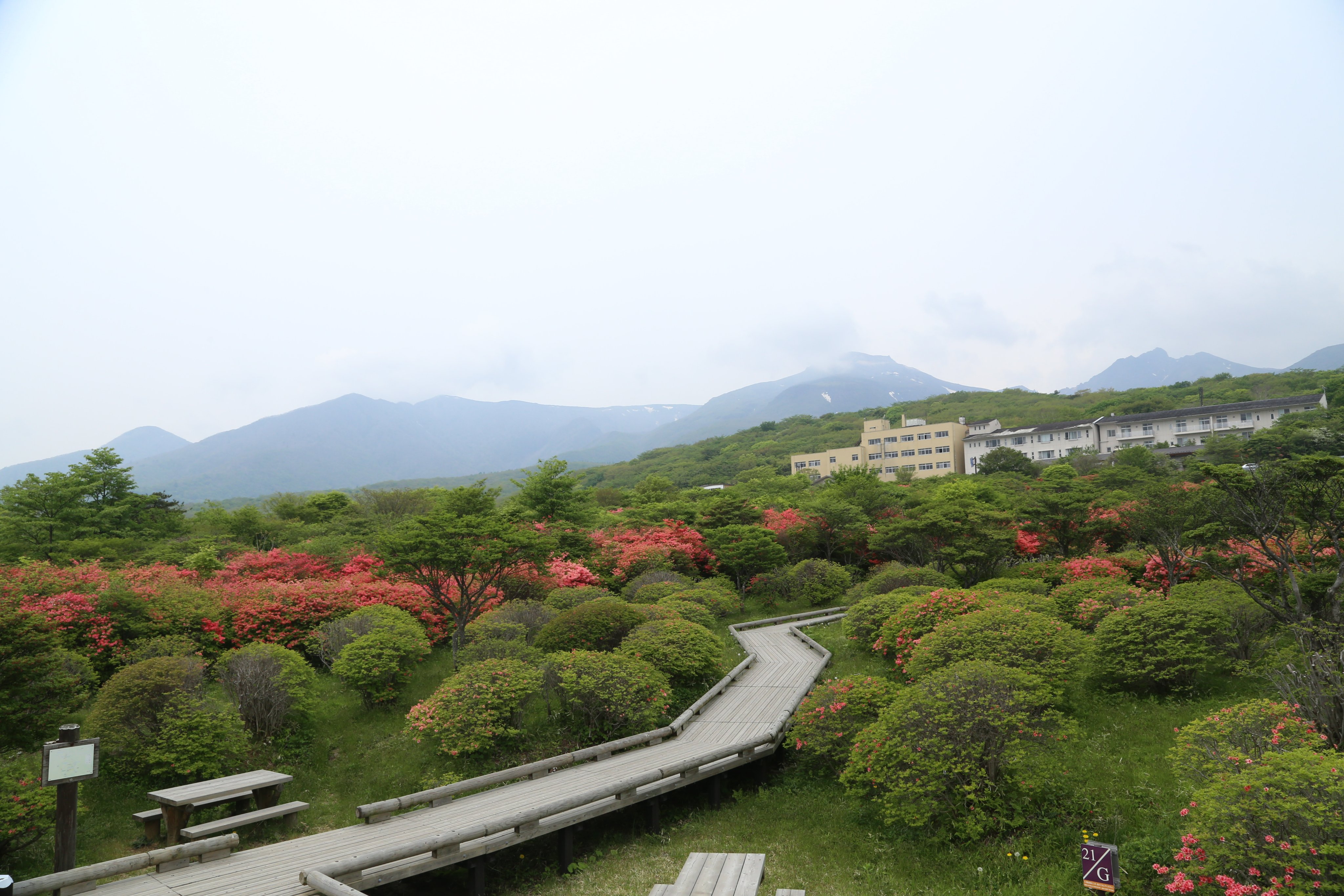 那須町観光協会 八幡つつじ 22年5月21日 土 の開花状況 先日からお天気が良く見頃を迎えておりますが 早咲きのものは散り始めており チラホラと目にしました T Co Inshbj1aws Twitter