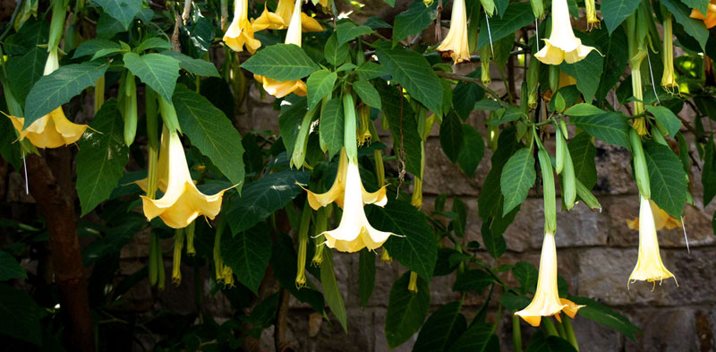Ever heard of Devil's Breath? 'Burundanga' is drug scopolamine from seeds  of Borrachero tree Scopalamine used in motion-sickness, post  op-nausea/vomiting (1mg, safe dose) Crude form/high doses lead to  hallucinations, lack of free