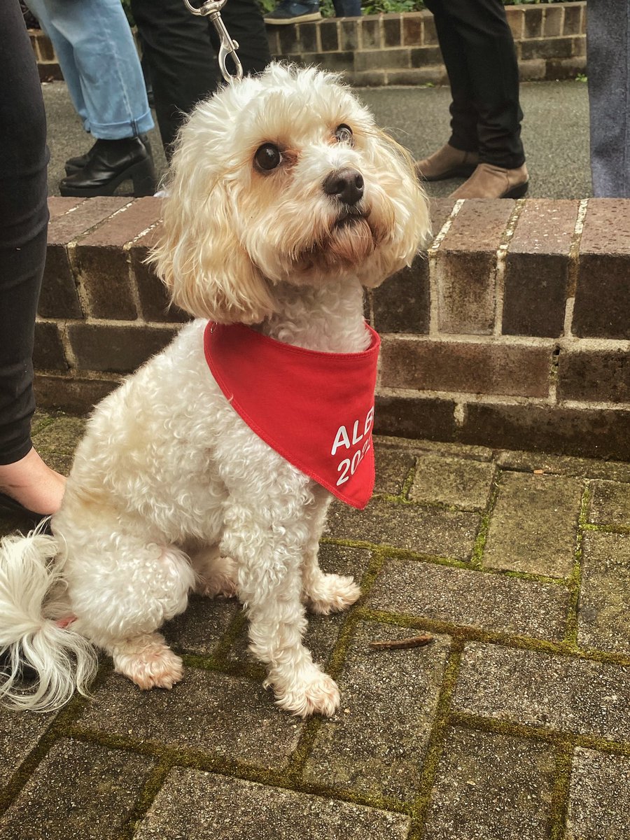 MattDoran91's tweet photo. This is Toto Albanese, hoping to knock off Buddy Morrison as Prime Ministerial pet @politicsabc #ausvotes https://t.co/1WofNZk2WC