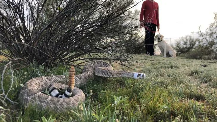 poor_puppy's tweet photo. How to Protect Your Dog From Rattlesnake Bites https://t.co/qQNn17Av2I https://t.co/WkxgC13TmO