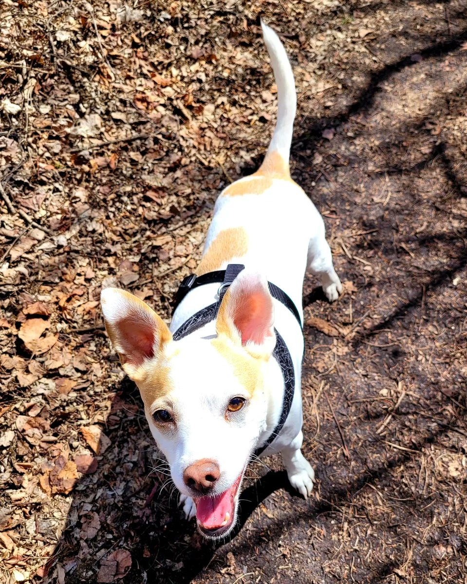 UnleashedExplo1's tweet photo. Happy National Rescue Dog Day! #rescuedog #mexicanrescue #yegdogs #cutie https://t.co/RPlZPeT7D8
