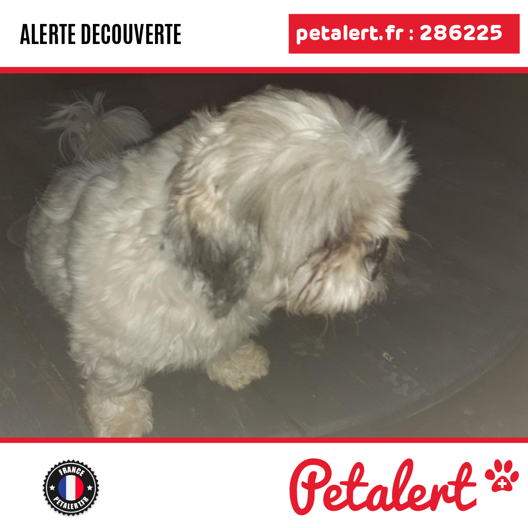 petalert_france's tweet photo. Trouvé #Chien #BouchesDuRhone #Cabries #Petalert #PetAlert13 / https://t.co/gkfs1GopQI https://t.co/m1y4kSqQVo