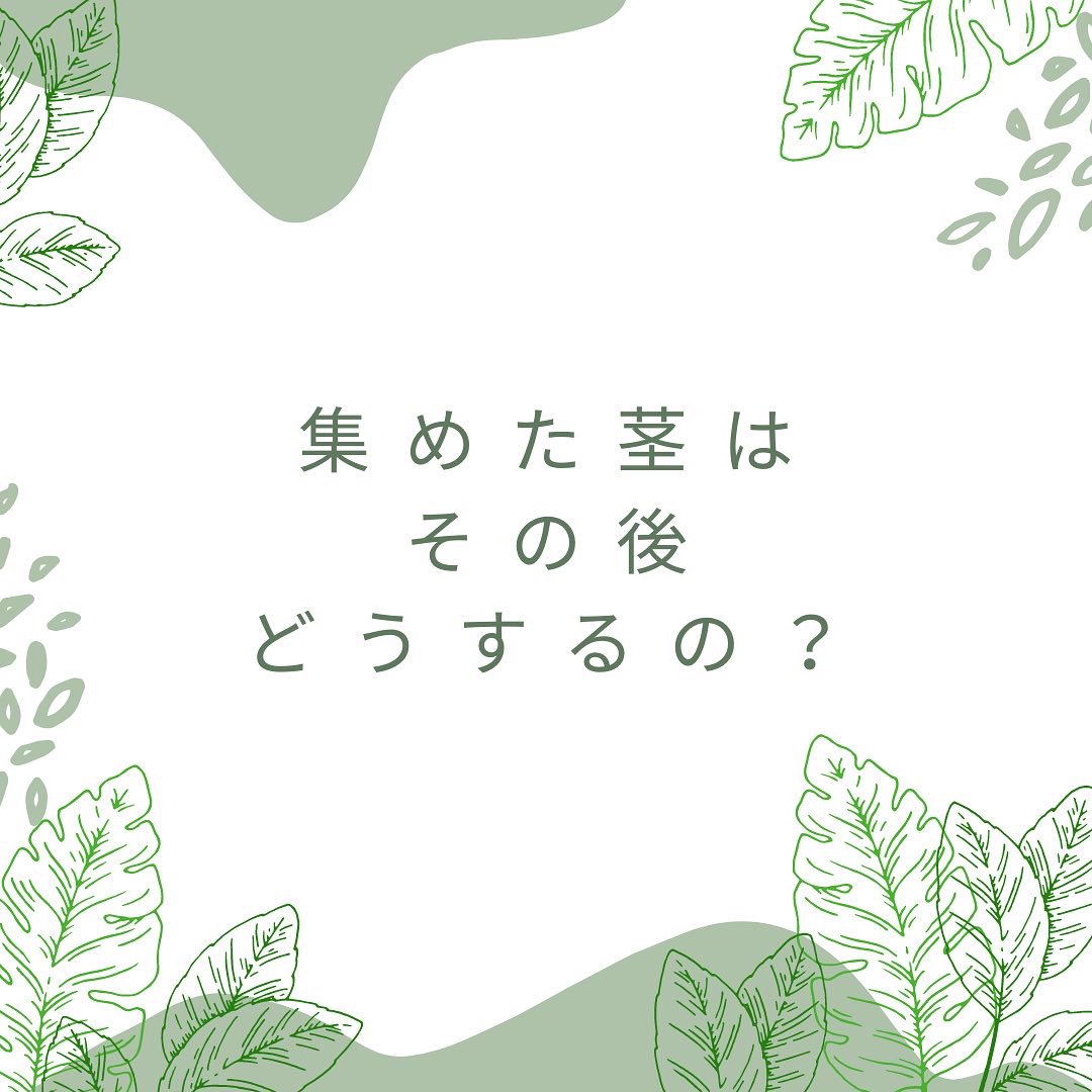 stemn_project's tweet photo. 集めた茎のその後の作業について。
詳しくはプロフURLから。
#STEMN
#エシカル
#サーキュラーエコノミー
#茎
#サスティナブル https://t.co/Ptm0UNtl6n