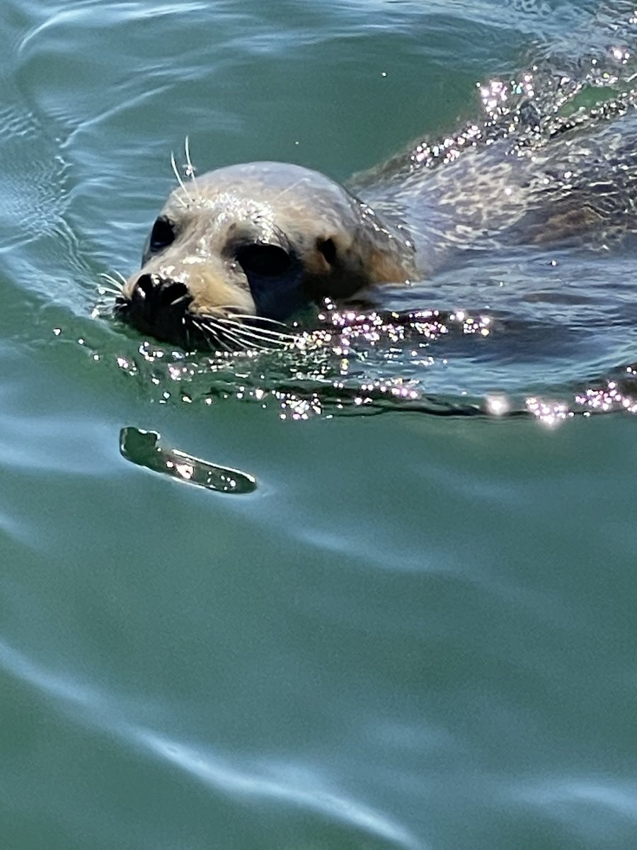 peterhartlaub's tweet photo. Truly an unforgettable San Francisco experience, seeing this seal (Klay) approach my board and do a flip beneath me.

Adam reports he saw at least 15 seals in the water this a.m.!

@dogpatchPaddle has tours &amp; lessons for beginners. Highly recommend 🦭⬇️

https://t.co/CappLNdtnB https://t.co/Aae5WkoEFW