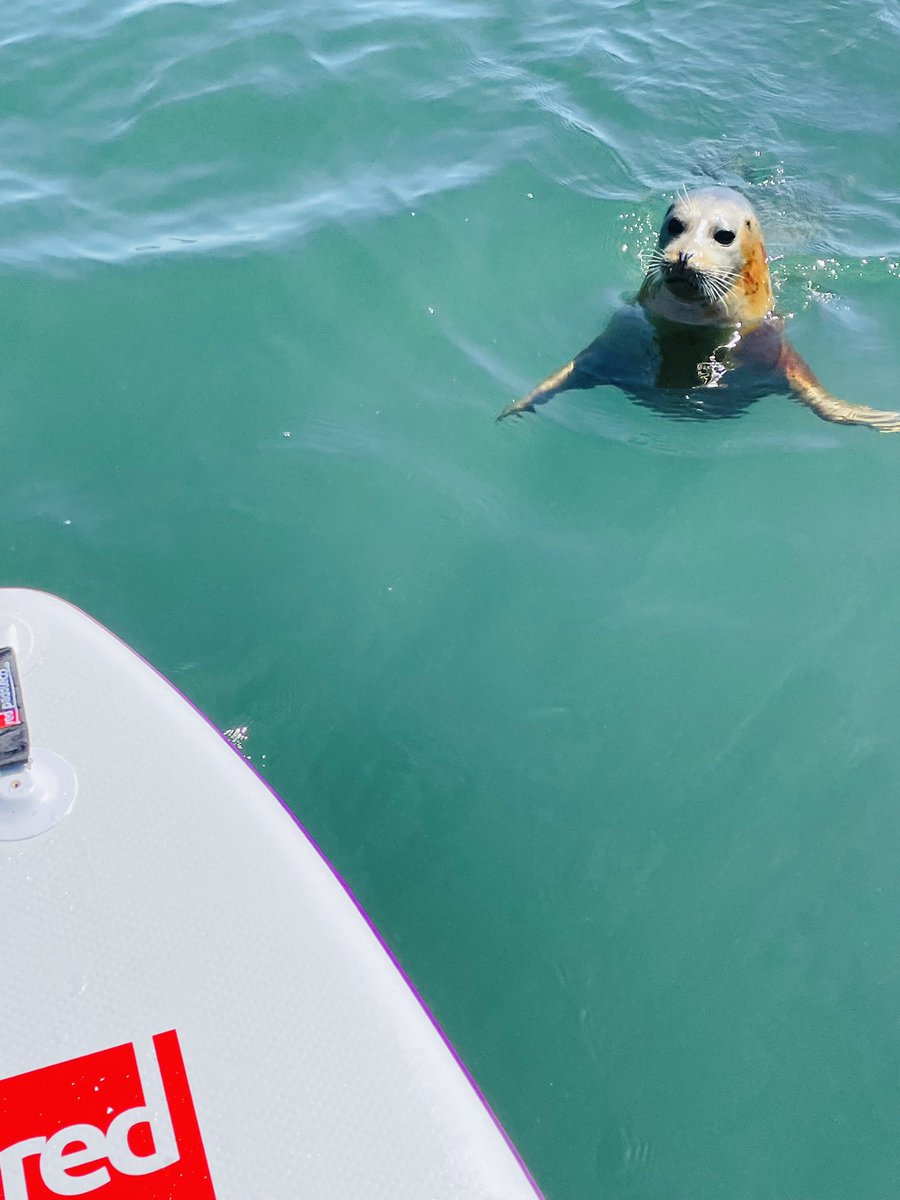 peterhartlaub's tweet photo. Truly an unforgettable San Francisco experience, seeing this seal (Klay) approach my board and do a flip beneath me.

Adam reports he saw at least 15 seals in the water this a.m.!

@dogpatchPaddle has tours &amp; lessons for beginners. Highly recommend 🦭⬇️

https://t.co/CappLNdtnB https://t.co/Aae5WkoEFW