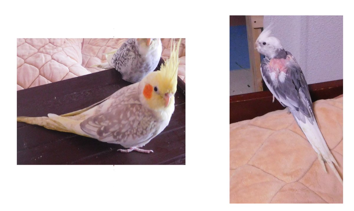 tinyan3's tweet image. 千葉県にて、5月19日午後、2羽のオカメを迷子にさせてしまいました。左（シナモンパールパイド♀）は手乗りですが、右（WFパイド）は頭に乗る程度です。毛引きで禿げています。#迷い鳥 #迷子鳥