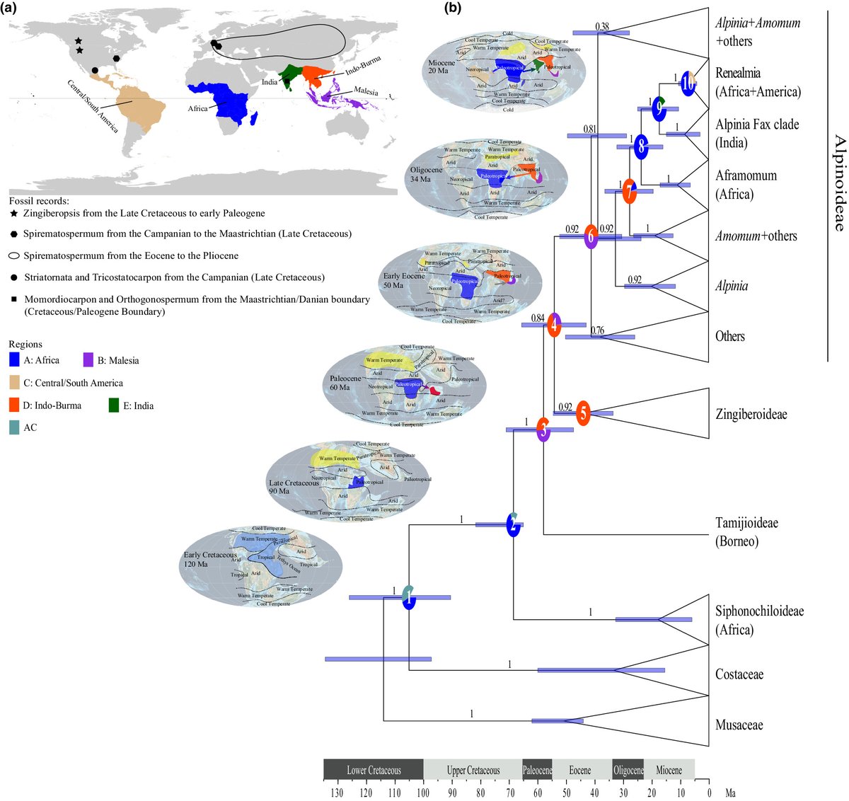 JBiogeography's tweet photo. Historical biogeography of the gingers and its implications for shifts in tropical rain forest habitats

https://t.co/ZaksLnZ3hE https://t.co/ksTVWHj4EL