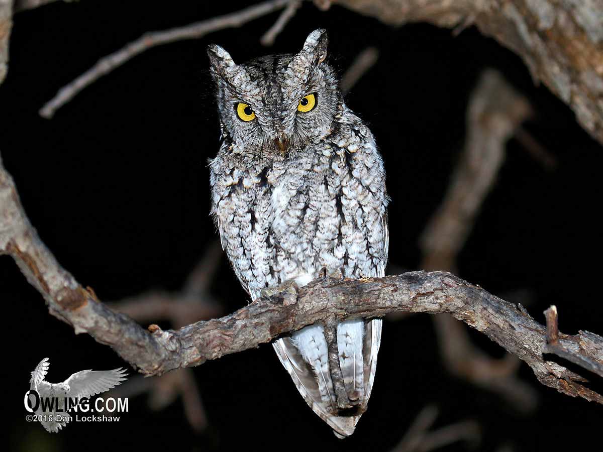 Optics4Birding's tweet photo. The Whiskered Screech-Owl is similar to the Western Screech-Owl although is slightly smaller. Named for the “whiskers” surrounding its facial disk, these are scarcely visible in the field and they can only be reliably distinguished by their calls. #Owls #Optics4Birding https://t.co/1ugSi2kt49