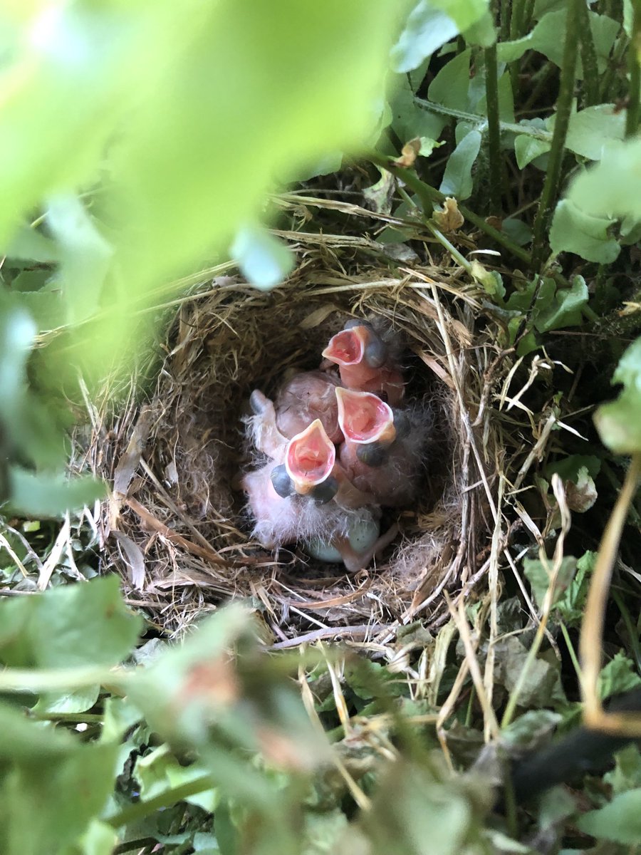 Loren Baron tweet media