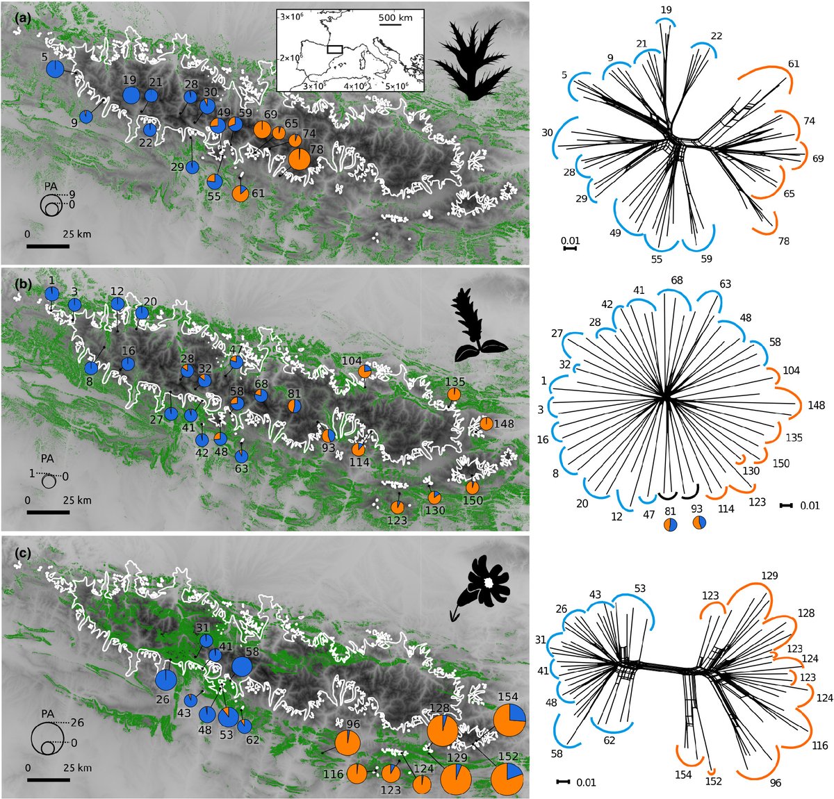 JBiogeography's tweet photo. While the generalist and good disperser Salix pyrenaica colonized previously glaciated areas fast,  specialists suffer a high postglacial migration lag and remained close to their glacial refugia.

https://t.co/sYfGzBw0ET https://t.co/Sax0qQel2J