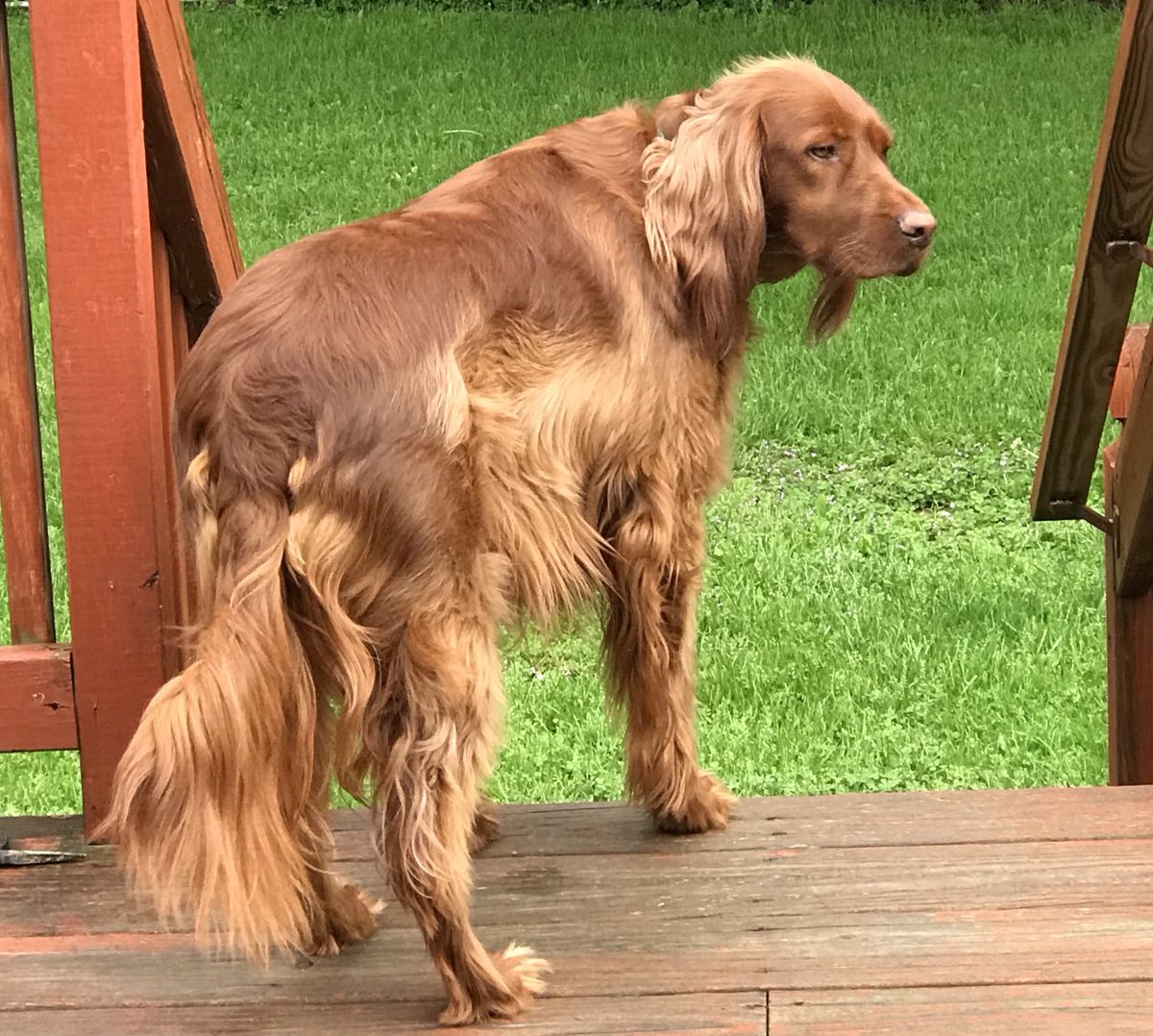 Perfect light for Libby’s reds ⁦<a href="/irish_setters/">Irish Setters</a>⁩