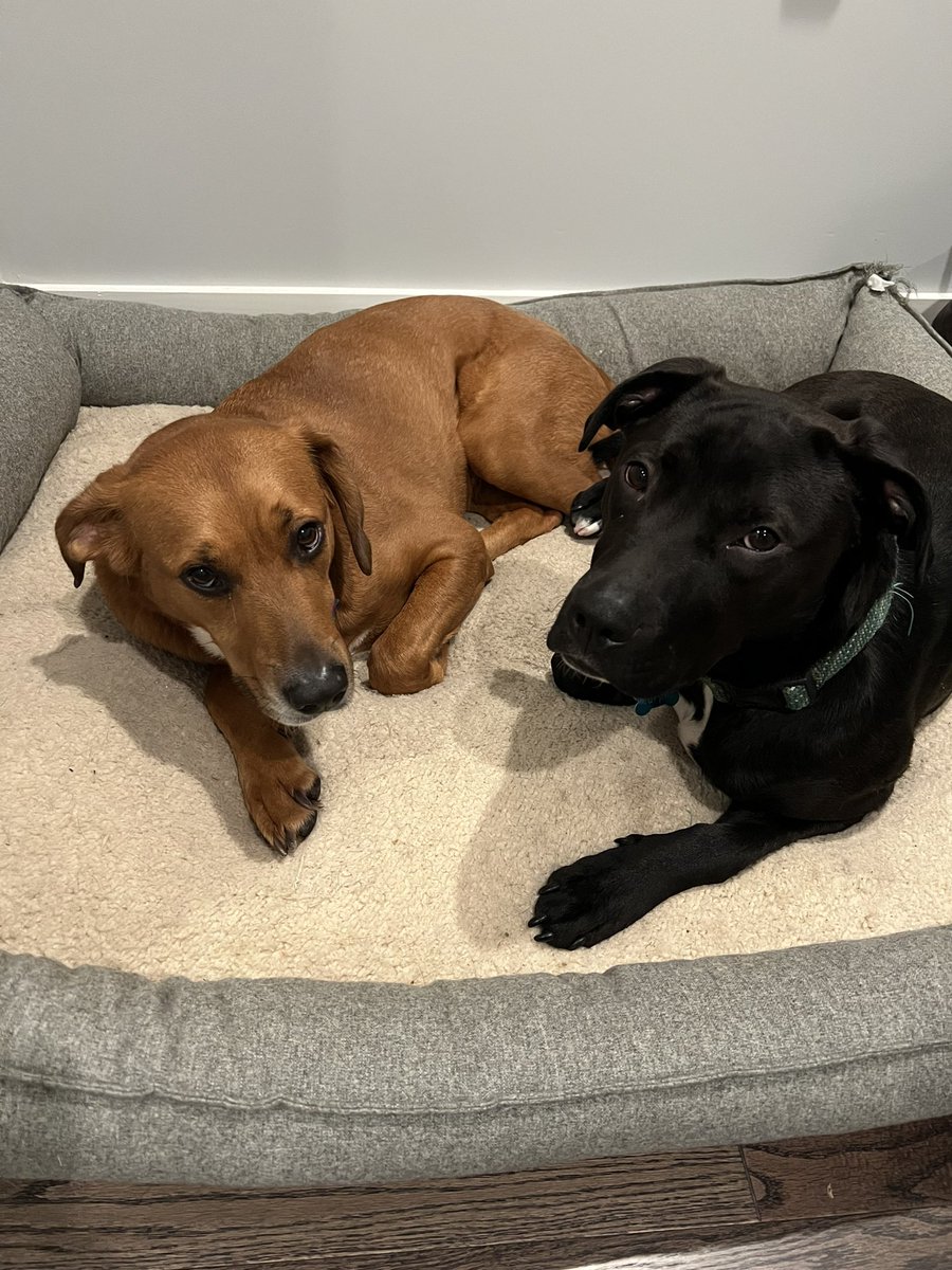 It’s #nationalrescuedogday! There are so many great shelters in our area to add a great furry friend to your family.