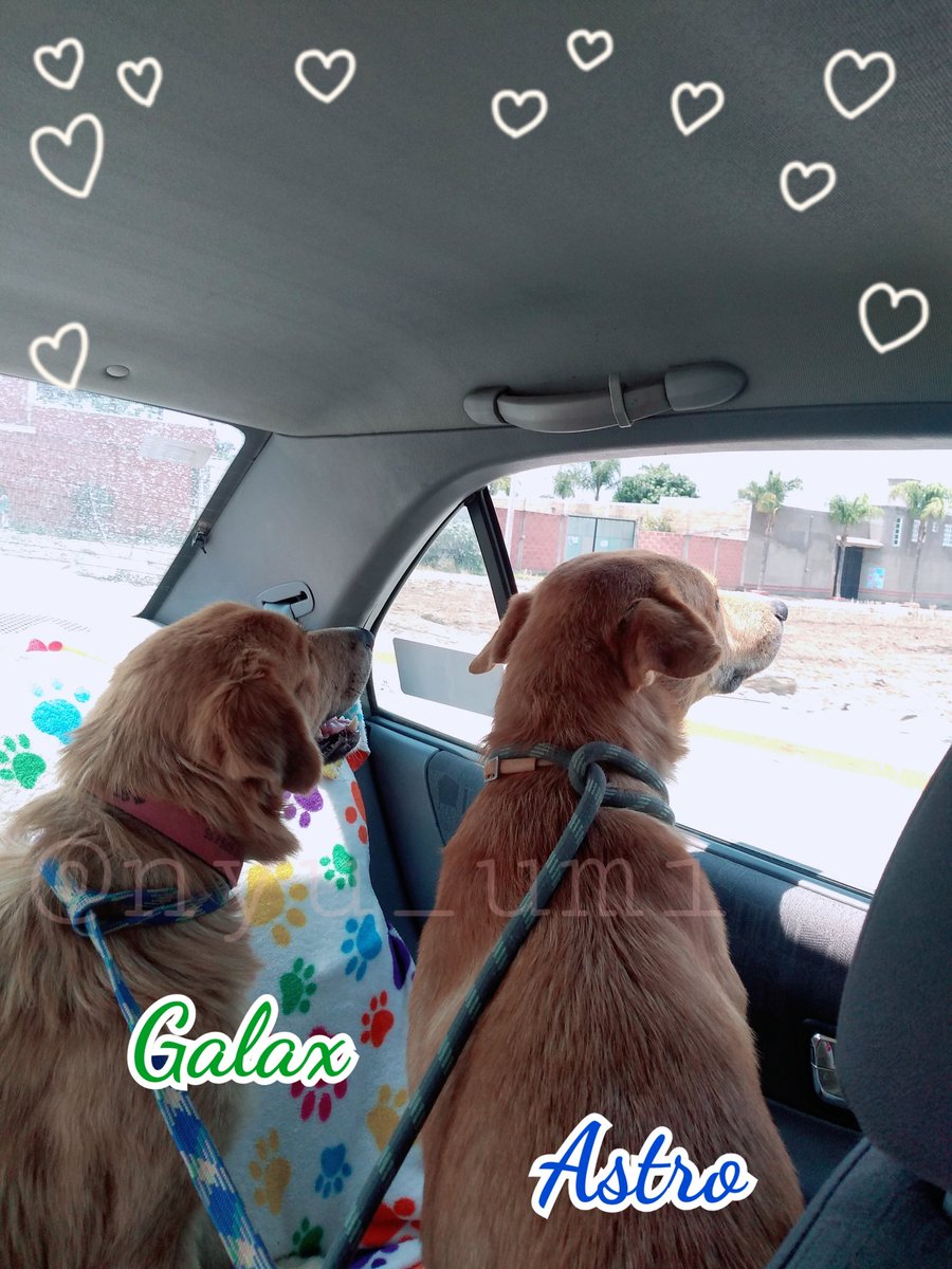 Nyu_umi's tweet photo. Me cuesta mucho trabajo mandar este hilo... espero lleguen al final y los leeré en los comentarios.
Acerca de los gemelos Galax Astro.
Por fin pude llevarlos al vet. con ayuda claro.
Se portaron súper en el coche jamás me imaginé, me di cuenta que son más unidos de lo que creí. https://t.co/CU3DLBEuBX