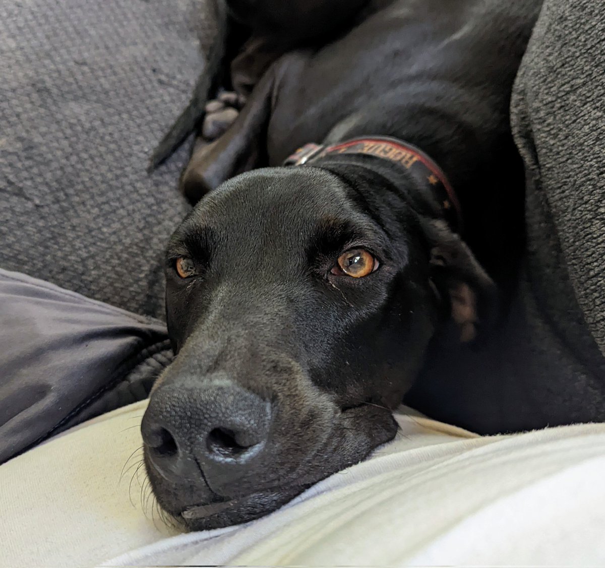 MannForMo50's tweet photo. Happy #NationalRescueDogDay to my cutest campaign helper, Shuri #Dog #dogsoftwitter #politicalpups https://t.co/NIIoqtkf47
