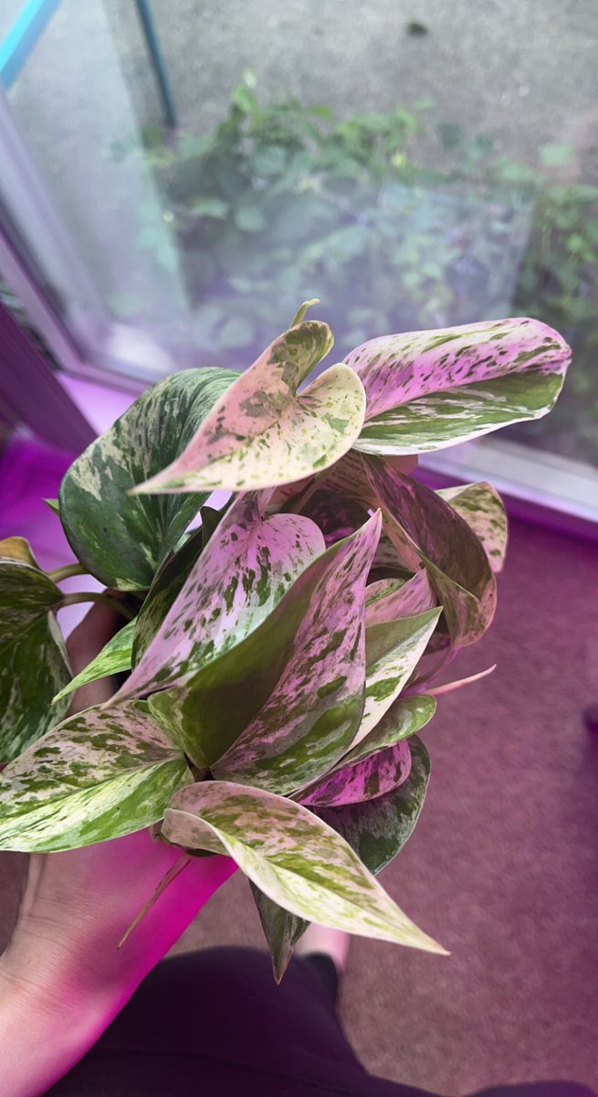 blondebotanist's tweet photo. Adding another “Queen” to my collection! 👑
She’ll grow next to my Queen of the Night cuttings while the Ficus is outside for the summer! Happy to have my wishlist pothos! 🥰 #pothos #queen #marblequeen #houseplants #GardeningTwitter https://t.co/ajx9A2j5vl