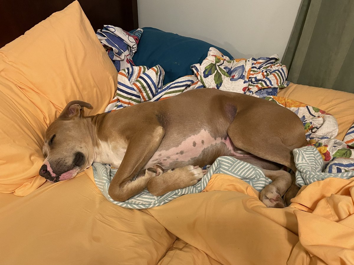 GingerSnaps_MRD's tweet photo. @DannyDeraney @Crosbydoggy Taking up my entire bed. Sheesh. https://t.co/DPdDKkPuvg