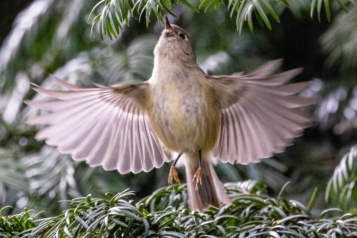 StevenC_in_NYC's tweet photo. Ruby-crowned kinglet, near Jackie Onassis Reservoir, Central Park, UWS, NYC. April 10.
@BirdCentralPark #cpbird #BirdCentralPark https://t.co/tliL65QgvR