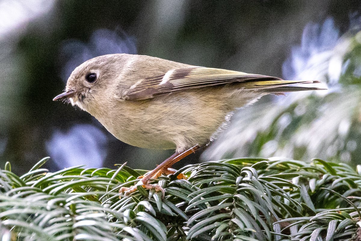 StevenC_in_NYC's tweet photo. Ruby-crowned kinglet, near Jackie Onassis Reservoir, Central Park, UWS, NYC. April 10.
@BirdCentralPark #cpbird #BirdCentralPark https://t.co/a3N2sBPFAM
