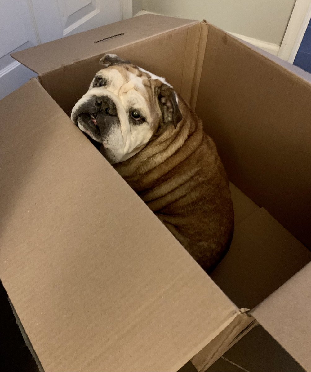 nic_f_roberts's tweet photo. Just dropping in to celebrate #NationalRescueDogDay because I can’t imagine all these years without the bestest boy - who’s never passed a cardboard box he didn’t need to test out 🐶📦💖 https://t.co/J04BCxk0ux