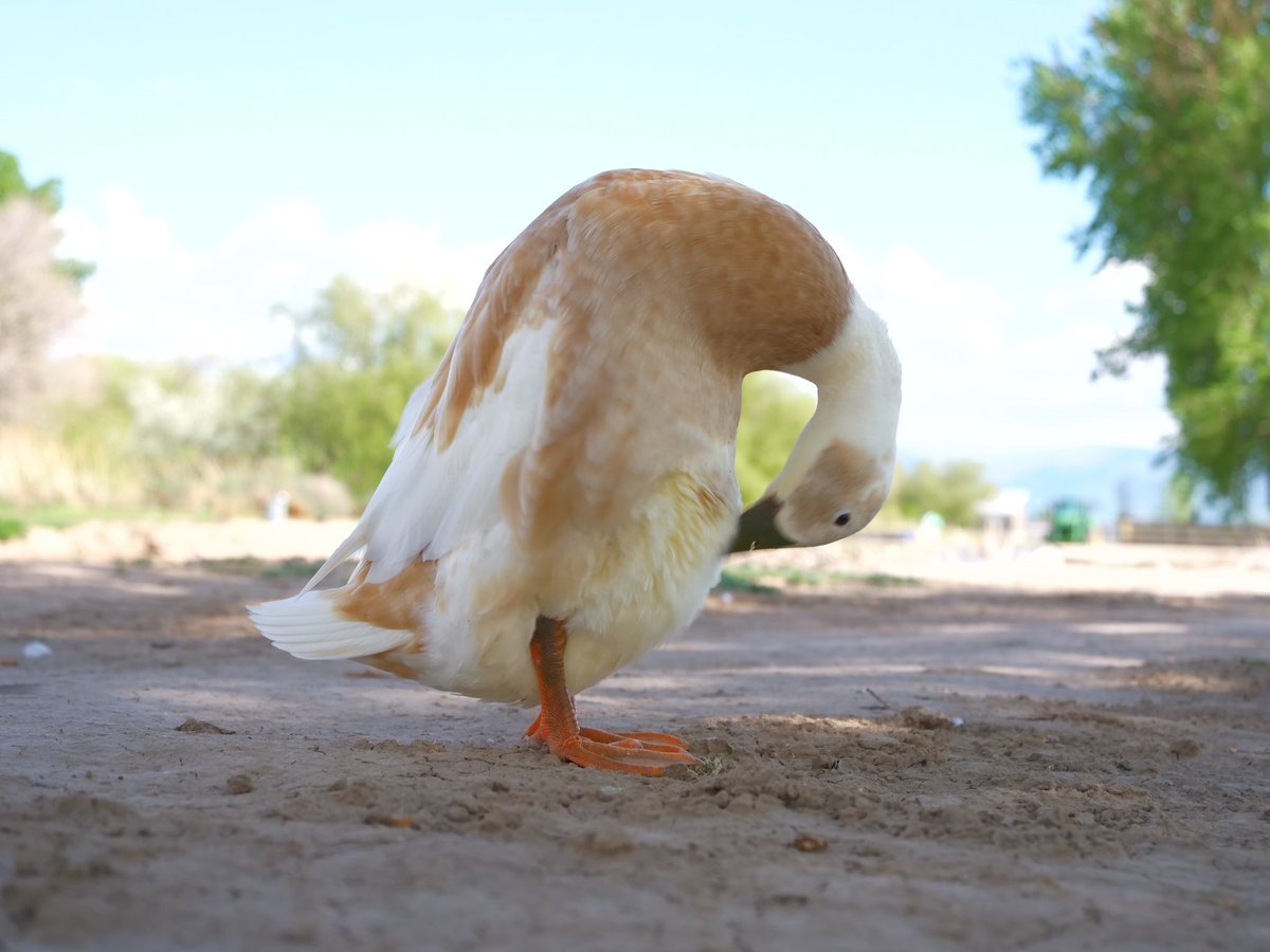 DuckFoodBot tweet picture