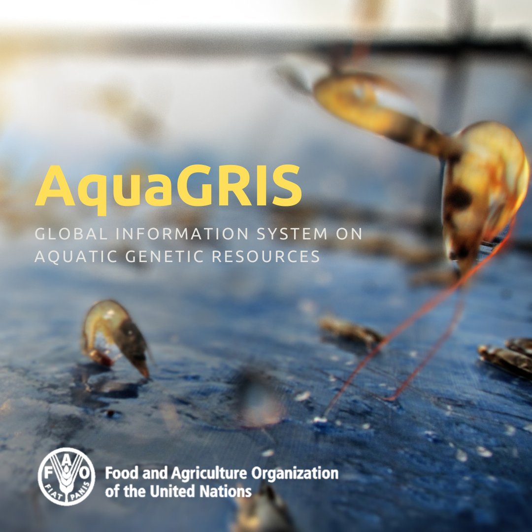 FAOfish's tweet photo. On #BiodiversityDay, @FAO releases AquaGRIS, a tool that promises to reshape management of aquatic genetic resources.

Effective management of aquatic #biodiversity is key to securing the future of food from our waters. 

Check out here 👉 https://t.co/XDwu0px2GM https://t.co/7urPoQtz9R