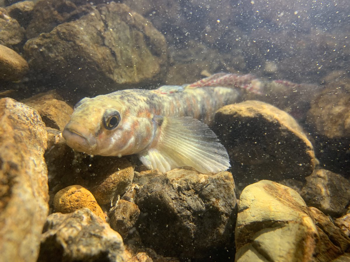 ManawatuRiver's tweet photo. Today is #WorldFishMigrationDay and we are celebrating the work of Horizons' native fish team. Since the project began in 2020, the team have walked 2,949km of stream habitat, assessed 1,620 instream barriers and fixed 11 barriers allowing fish access to more stream habitat🙂 https://t.co/UgQ6SD053y