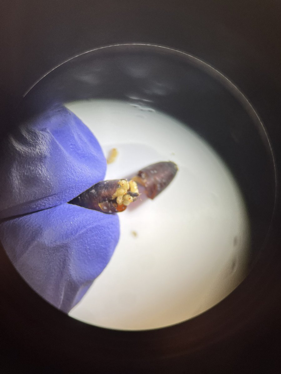 Weidner Lab tweet media