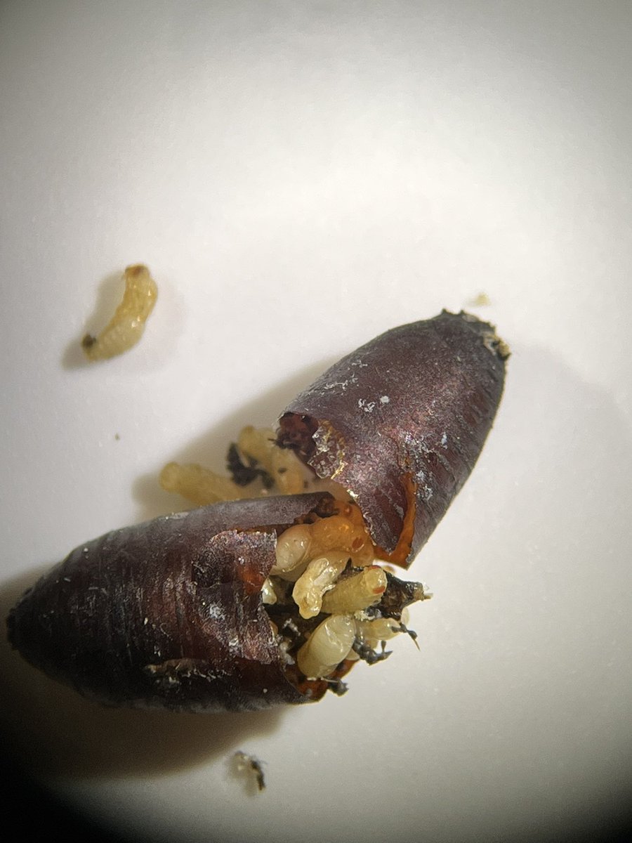 Hey- you’re not who I was expecting. How many #parasitoidwasps can fit into one #fleshflypupa ? Any guesses?