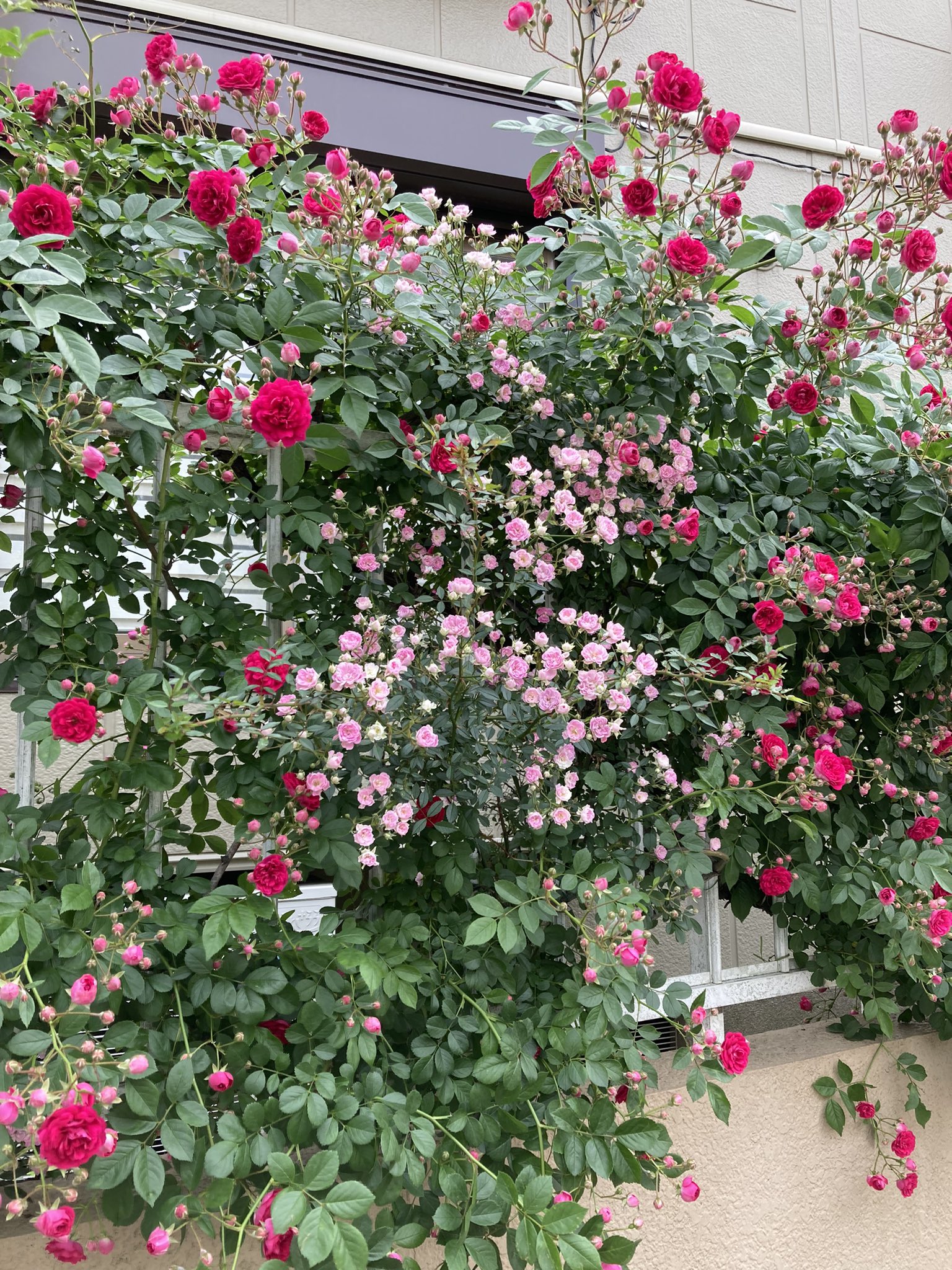 Madaminichikawa 今21 曇り リンドバーグ翼の日 夫人の 海からの贈り物 人生の午後におすすめ 吉田健一訳古いが落合恵子訳よりいいかな 今日も散歩 の写真 ツルバラ 小さな花2色 バラ ニオイバンマツリ マーガレット エーデルワイス お