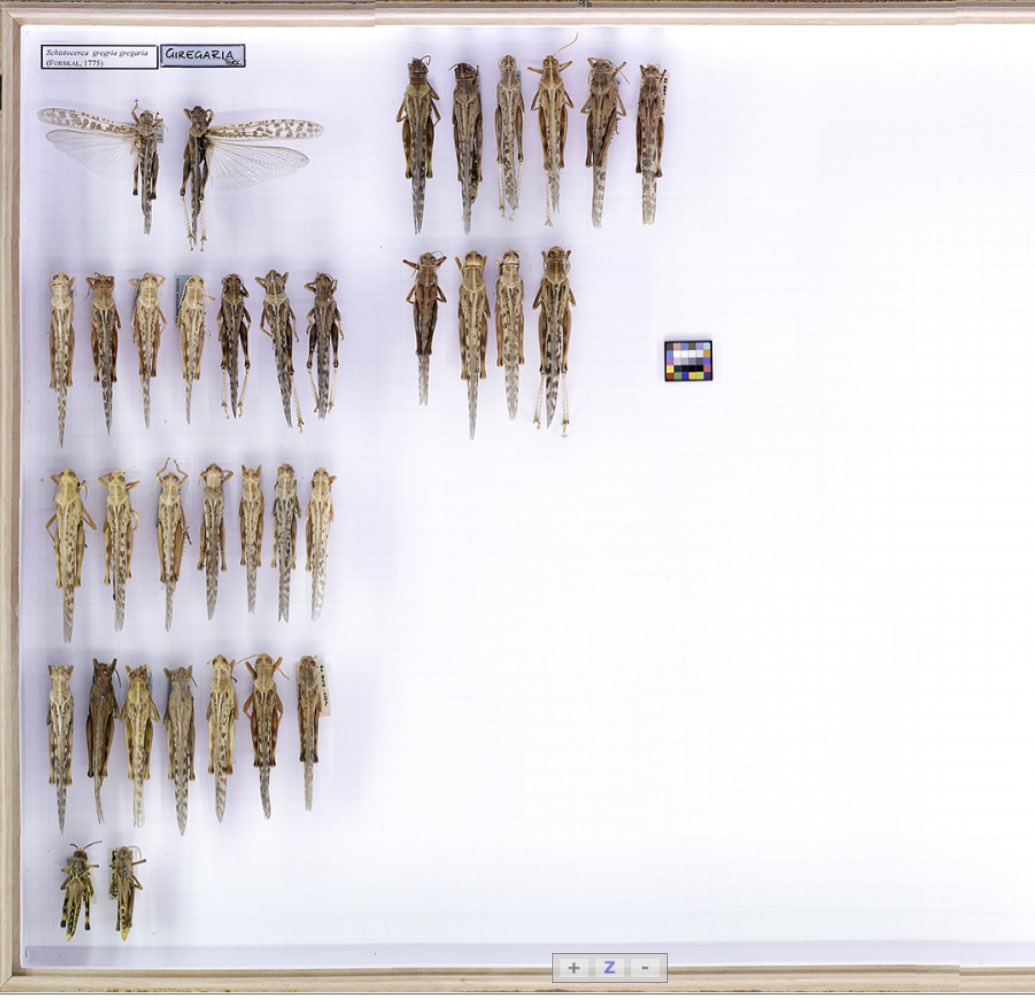 Daniel Whitmore (@dwhitmore79) on Twitter photo By the way, the Diptera collection was not the first to be scanned. Here are the Orthoptera, also recurated, scanned and annotated by Susanne Leidenroth and edited by Joachim Holstein, both <a href="/SMNStuttgart/">Naturkundemuseum Stuttgart</a> since many years. #grasshoppers #crickets Enjoy:
ent.smns-bw.org/drawer/Entomol… By the way, the Diptera collection was not the first to be scanned. Here are the Orthoptera, also recurated, scanned and annotated by Susanne Leidenroth and edited by Joachim Holstein, both <a href="/SMNStuttgart/">Naturkundemuseum Stuttgart</a> since many years. #grasshoppers #crickets Enjoy:
ent.smns-bw.org/drawer/Entomol…
