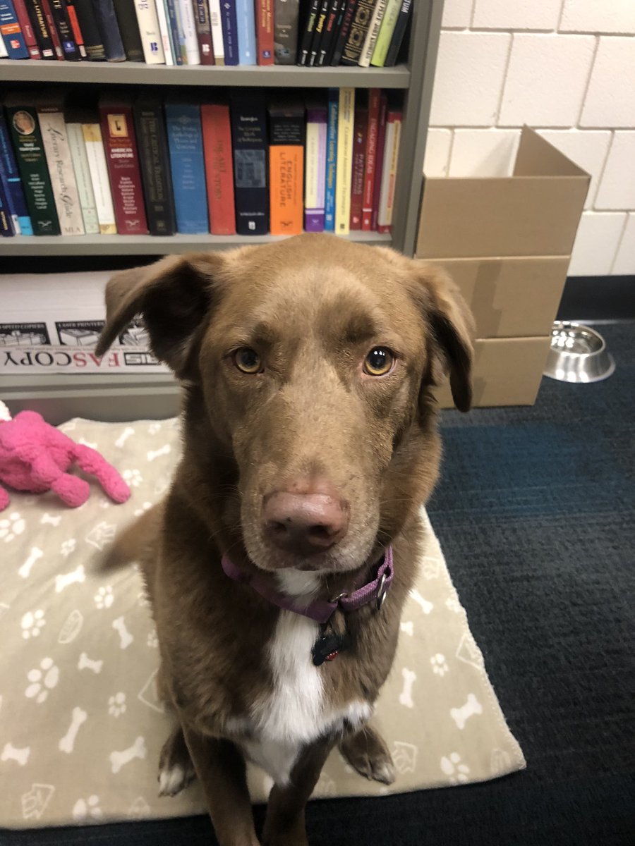 ltmilam's tweet photo. @wkyc This is Molly, from Rescue Villlage. https://t.co/4TSjmlO9CA